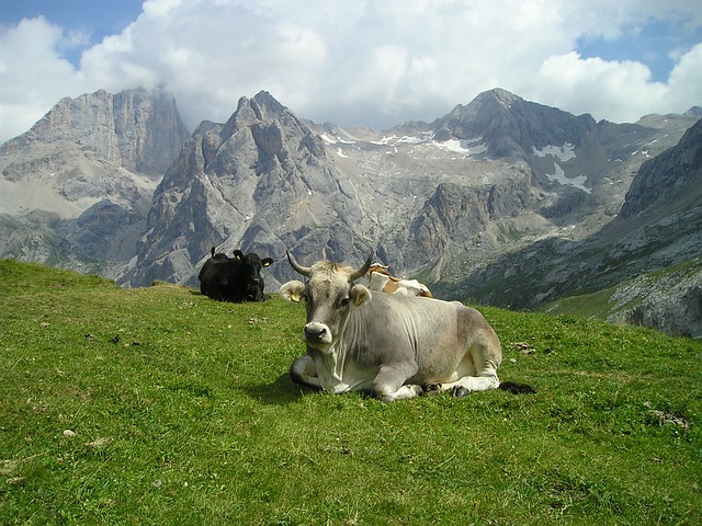 корова италия